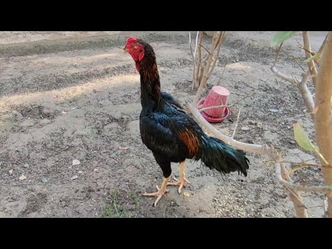 Видео: ДАКАН ИШКИБОЗЛАРИ УЧУН МАХСУС ВИДЕО ХОШИМОВ ТВ ДАКАНЛАРИ ПАРВОЗЛАР УЧУН  