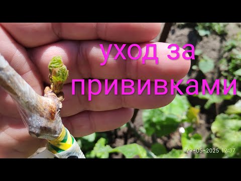 Видео: Уход за прививками винограда, что нужно сделать через две недели после прививки
