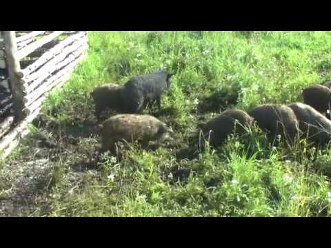 Видео: Венгерская мангалица и электропастух ПРО-6