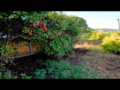 Видео: Подрядчик по стрижке газонов преображает заросший двор | Обновление Plus Channel