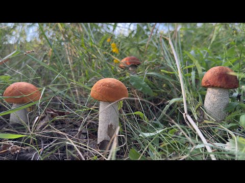 Видео: Грибной сезон 2025!!! Грибной рай!!! Мощная волна грибов!!!