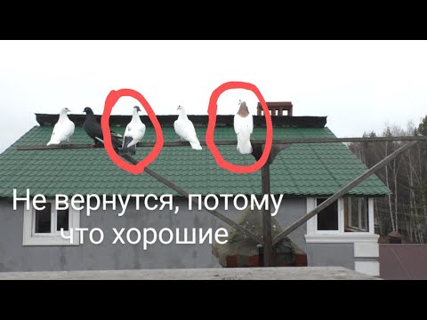 Видео: Почему всегда пропадают "хорошие" 🕊️ голуби 🤔😩 а ястреб 🦅 ловит "лучших" голубей ???