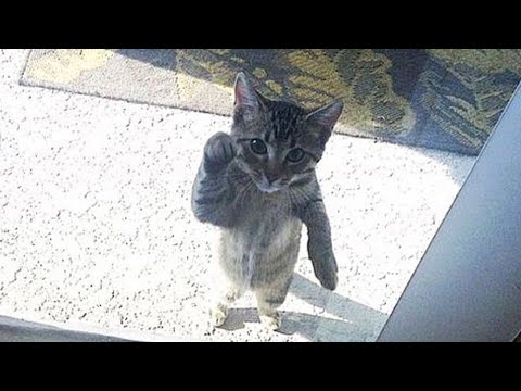 Видео: Когда кошки забывают, что они кошки, и становятся маленькими человечками 😂