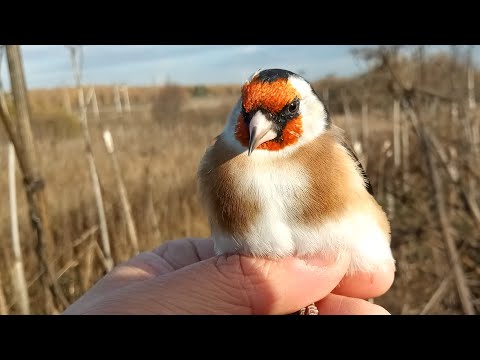 Видео: Ловля птиц. Щеглы, разведка. 16.10.2022
