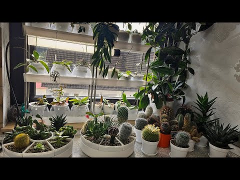 Видео: КОМНАТНЫЕ РАСТЕНИЯ.ВСЕ МОИ СУККУЛЕНТЫ И КАКТУСЫ #nature #plants #влог #garden #обзор #цветы #