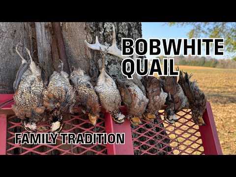 Видео: Охота на диких канадских перепелов в Арканзасе: южные традиции