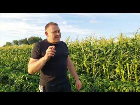 Видео: Применение Ca-b и К35 от компании Фолькроп на сладком перце Амарок f1 от HMClause