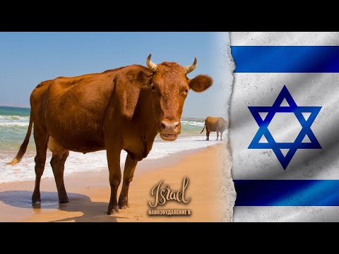 Видео: Душ для коров - 🇮🇱 Израиль | Навозоудаление мира