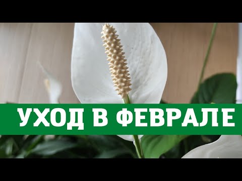 Видео: Женское счастье ( спатифиллум) в феврале