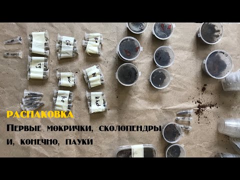 Видео: Первые мокрички, сколопендры и пауки. Распаковка