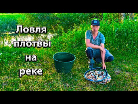 Видео: Ловля плотвы на реке.