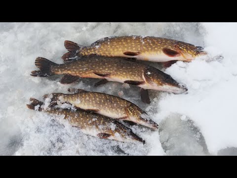 Видео: Первый лёд в Беларуси.