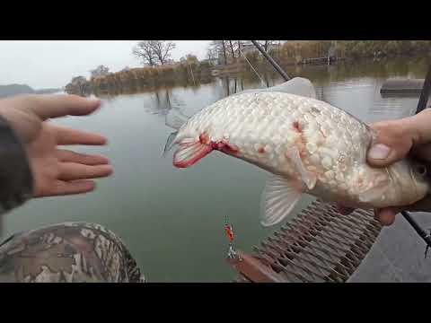 Видео: Осінній карасик на грушу