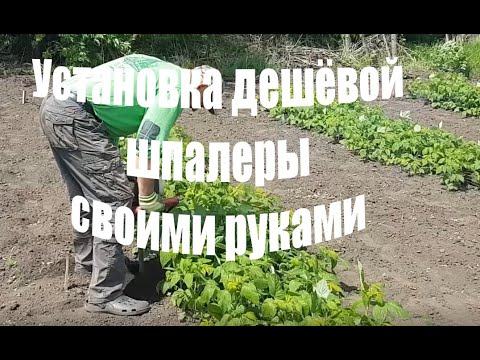 Видео: Установка дешевой шпалеры на малине и не только!