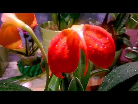Видео: ОРХИДЕИ :  Мasdevallia  ignea ' Jake ,  Masdevallia  tovarensis  _  КОРОТКО  ОБ  УХОДЕ  _