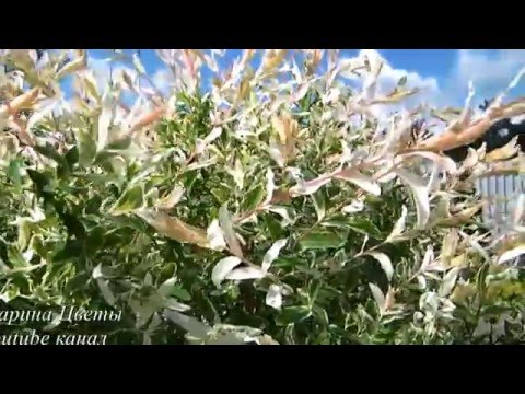 Видео: ИВА ШТАМБОВАЯ ХАКУРО НИШИКИ - посадка, выращивание, уход, обрезка, болезни