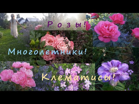 Видео: Прогулка по саду... Август самый яркий месяц!