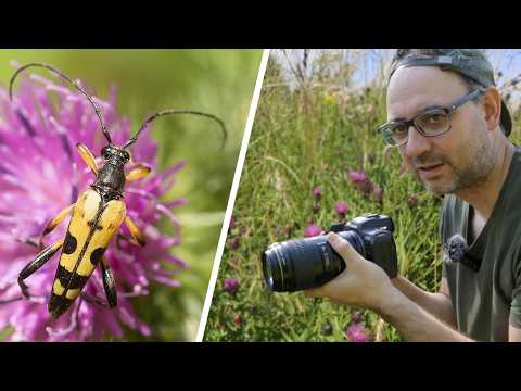 Видео: Советы по съемке макро с рук (объектив Canon EF 100mm F/2.8)