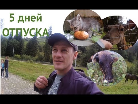 Видео: ОТДЫХ ВЕТЕРИНАРА В КАРПАТАХ С ПОЛЬЗОЙ