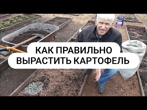 Видео: Как вырастить много здорового картофеля Правильно