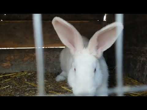 Видео: Мое хазяйство. кролики, белый великан, строкач, бабочка, фландер