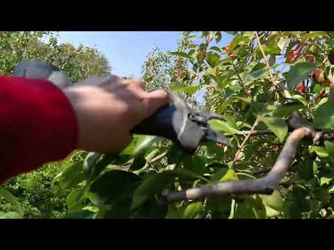 Видео: Урок 3. Обрезка второго яруса. 