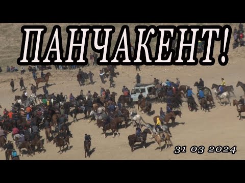 Видео: Бузкаши дар ш Панчакент 31 03 03 2024 кисми 1
