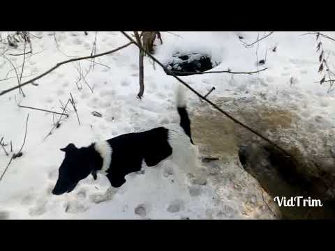 Видео: Охота на енота.