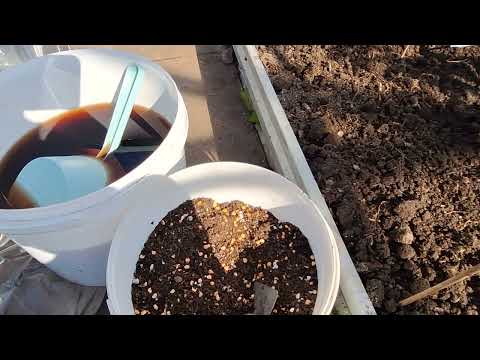 Видео: Первые томаты на ПМЖ! УРА!!!