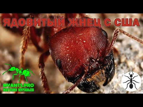 Видео: Муравьи вида Pogonomyrmex barbatus с США