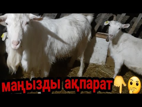 Видео: Егер ешкінің мұрнынан су ақса?... жөтелсе?...