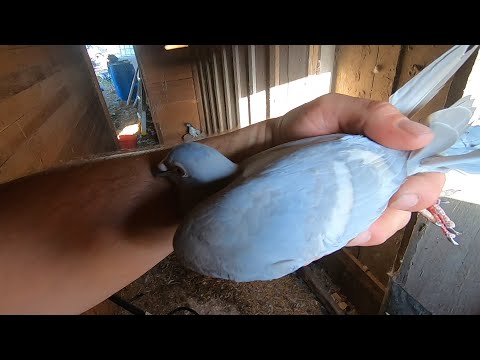 Видео: Мои новые редкие почтовые голуби!!! (уменьшенная цветовая гамма)