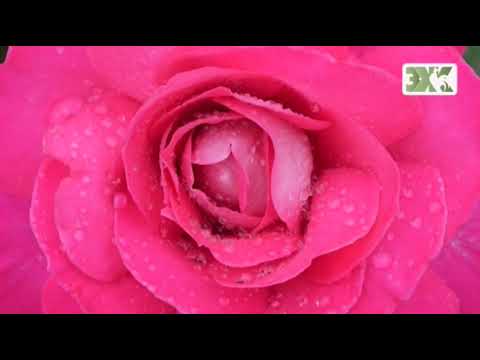 Видео: АРОМАТ И ФОРМА РОЗ