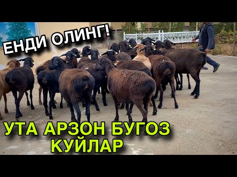 Видео: УТА АРЗОН БУГОЗ КУЙЛАР! 4 НОЯБРЬ КАШКАДАРЁ ГУЗОР КУЙЛАРИ! 