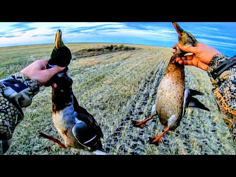 Видео: Охота на пшенице.  Охота с махокрылами. Охота 2022 Лучшие налеты уток 2022. Охота в чистом поле.