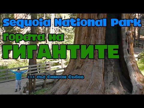 Видео: Sequoia National Park: Гората на гигантите (със Симеон Събев)