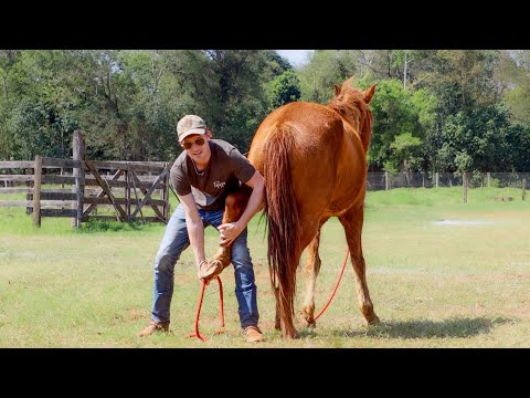 Видео: Как я поднимаю ноги лошади, которая не любит, когда ее трогают (5 простых шагов)