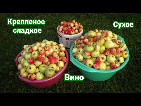Видео: Яблочное вино крепленое и сухое  Рецепт, приготовление, дегустация