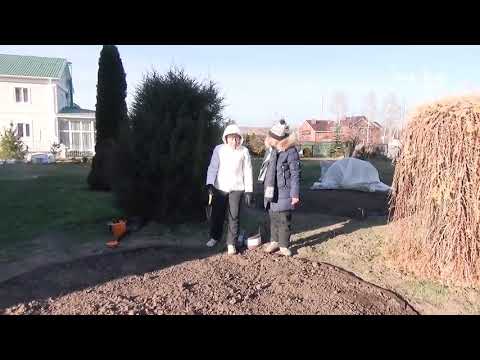 Видео: Ландшафтный дизайн: создаём КЛУМБЫ с РОЗАМИ / Елена Иващенко, Наталья Петренко /ч.1