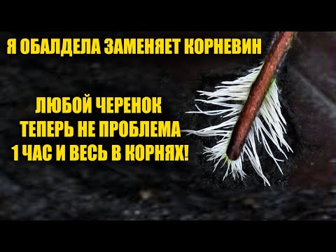Видео: Я обалдела! Гениально и просто Способ укоренения Черенков 100% Рабочее средство! Заменяет Корневин