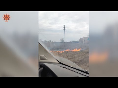 Видео: ЧАСІВ ЯР | Евакуація тварин ч. 2: як виживають у місті, яке закриває собою фортеця Бахмут