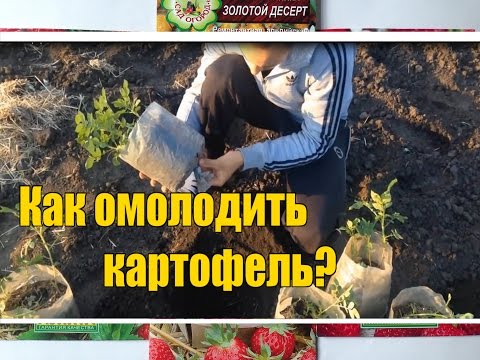 Видео: Выращивание картофеля / Идеальный посадочный материал / Оздоровление ростками