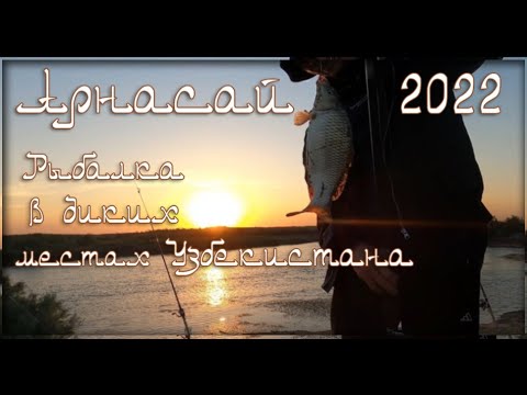 Видео: Рыбалка в Узбекистане Арнасай на сазана