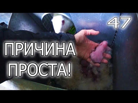 Видео: МЕРЗНУТ КРОЛЬЧАТА В ГНЕЗДЕ!