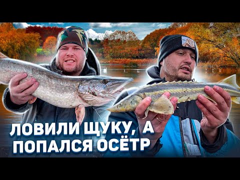 Видео: ЛОВЛЯ ОСЕТРА НА ДЖИГ. ПОЙМАЛИ КРУПНУЮ ЩУКУ. ФОРЕЛЬ НА ПАСТУ.