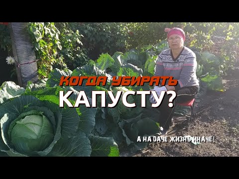 Видео: Когда убирать капусту