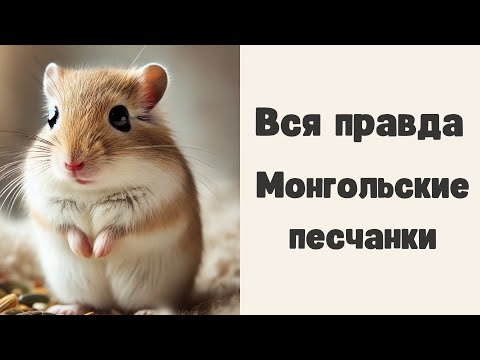 Видео: Вся правда о монгольских песчанках