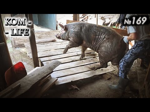 Видео: Продажа сына Пахания