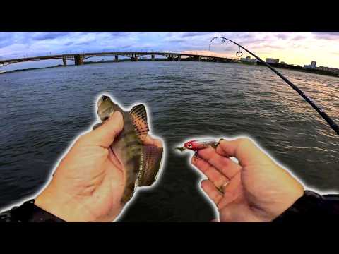 Видео: Я же говорил - ЭТИ ПРИМАНКИ БУДУТ ЛОВИТЬ!