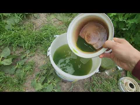 Видео: Крапива поднимит малька карпа кои🌱🌱🌱 Рецепт корма💪 #кормдлямальков